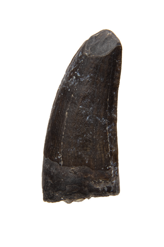 Juvenile Suchomimus Tooth - 0.66 Inch