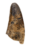 Eocarcharia tooth - 1.74 Inch