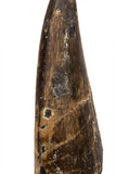 Eocarcharia tooth - 1.74 Inch