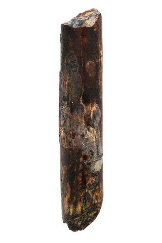 Nigersaurus Tooth - 1.26 Inch