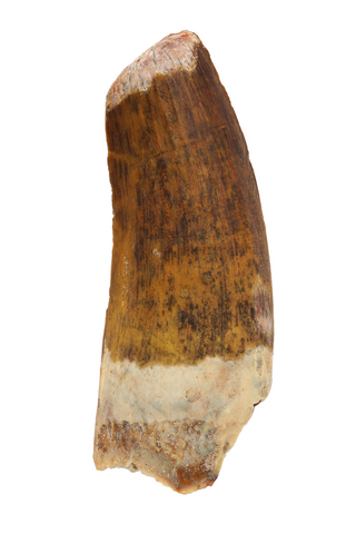 Suchomimus Tooth (serrated) - 1.64 Inch
