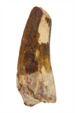 Suchomimus Tooth (serrated) - 1.64 Inch