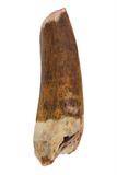 Suchomimus Tooth (serrated) - 1.64 Inch