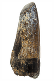 Suchomimus Tooth - 1.94 Inch