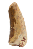 Suchomimus Tooth - 1.92 Inch
