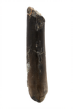 Nigersaurus Tooth - 1.44 Inch