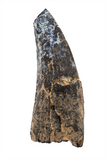 Suchomimus Tooth - 1.49 Inch