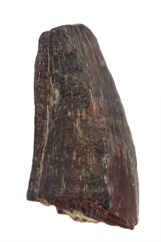 Suchomimus Tooth - 1.46 Inch