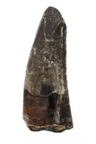 Suchomimus Tooth - 1.16 Inch