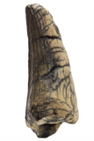 Suchomimus Tooth - 1.65 Inch