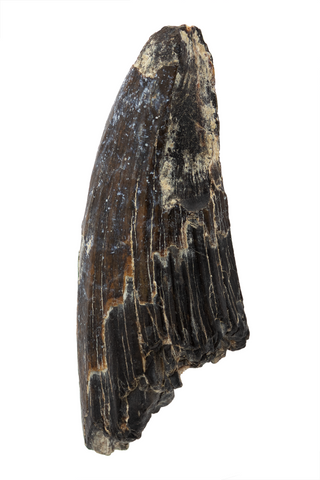 Suchomimus Tooth - 1.56 Inch