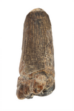 Suchomimus Tooth - 1.13 Inch