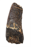 Suchomimus Tooth - 1.54 Inch