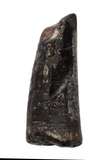Suchomimus Tooth - 1.26 Inch