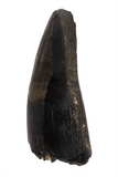 Suchomimus Tooth (serrated) - 1.42 Inch