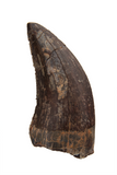 Megalosauridae tooth - 1.44 Inch