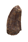 Megalosauridae tooth - 1.26 Inch