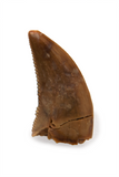 Dromaeosauridae Tooth - 0.31 Inch