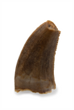 Dromaeosauridae Tooth - 0.37 Inch