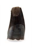 Richardoestesia Gilmorei Tooth - 0.36 Inch