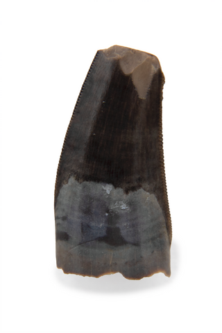 Richardoestesia Gilmorei Tooth - 0.36 Inch