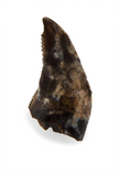 Dromaeosauridae Tooth - 0.30 Inch