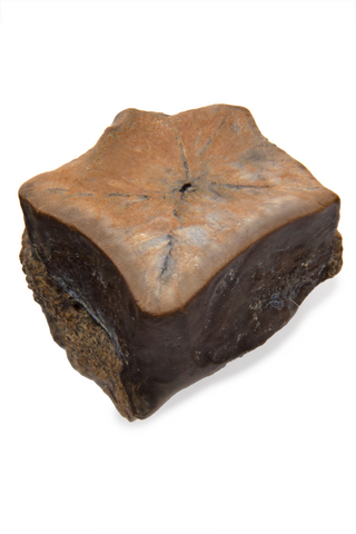 Hadrosaur Tooth - 0.26 Inch