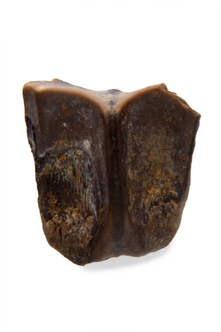 Hadrosaur Tooth - 0.29 Inch