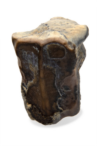 Hadrosaur Tooth - 0.47 Inch