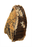Hadrosaur (Gryposaurus?) Tooth -  0.66 inch