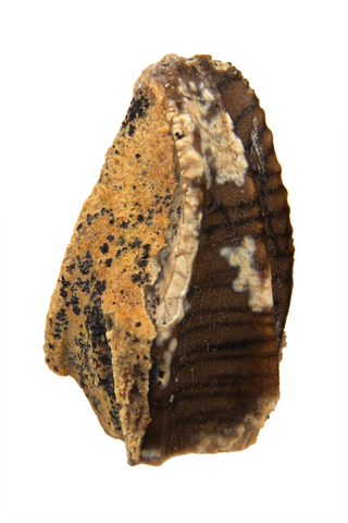 Hadrosaur (Gryposaurus?) Tooth -  0.66 inch