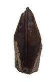 Hadrosaur Tooth - 0.68 inch