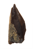 Hadrosaur Tooth - 0.68 inch