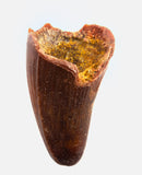 Elosuchus Cherifiensis tooth - 0.83 inches