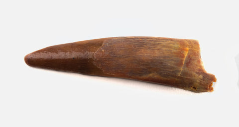 Ornithocheiridae (Pterosaur) tooth - 0.94 Inches