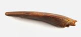 Ornithocheiridae (Pterosaur) tooth - 0.94 Inches