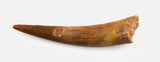 Ornithocheiridae (Pterosaur) tooth - 0.97 Inches