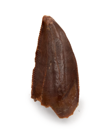 Abelisauridae tooth - 0.79 Inches