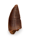 Abelisauridae tooth - 0.79 Inches