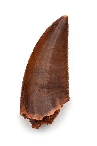 Abelisauridae tooth - 1.07 Inches