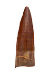 Spinosauridae tooth - 1.42 inch