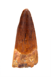 Spinosauridae tooth - 1.32 inch