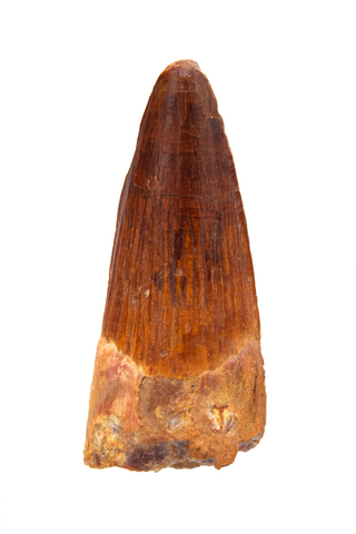 Spinosauridae tooth - 1.32 inch