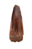 Spinosauridae tooth - 1.17 inch