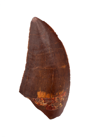 Carcharodontosaurus tooth - 2.42 inch