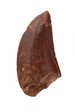 Carcharodontosaurus tooth - 2.42 inch