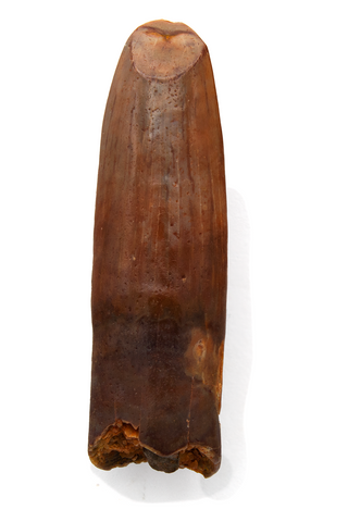 Titanosaur tooth - 1.35 inch