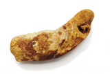 Coprolite - 4.19 x 1.28 Inches
