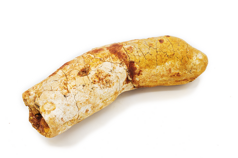 Coprolite - 4.19 x 1.28 Inches
