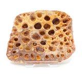 Crocodile scute (Large) - 3.54 inches